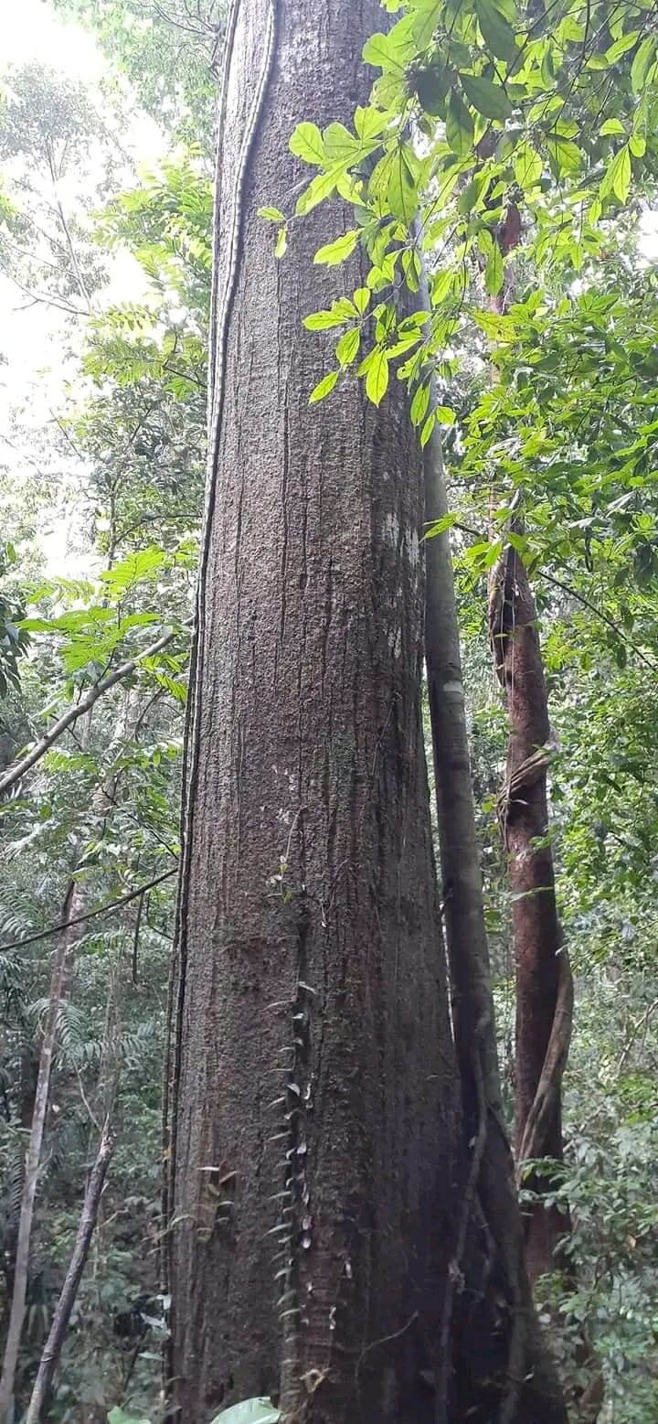 Penampakan pohon raksasa di Hutan Bukit Panjang Kampung Gantiang Kubang, Nagari Kambang Utara, Kecamatan Lengayang, Kabupaten Pesisir Selatan, Provinsi Sumatera Barat.
